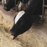 Cow Print to Snakeskin: Styling Animal Patterns for Every Occasion