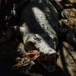 Animal Prints Roar Back: The +92% Surge in Wild Patterns for 2025