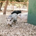 The Rise of Eco-Villages: Sustainable Community Living