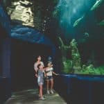 AI-Driven Personalization: Transforming the Educational Experience