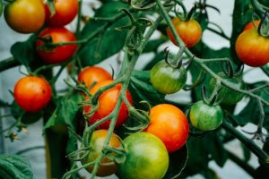 Food and Tradition: Navigating Holiday Cooking with Modern Twists