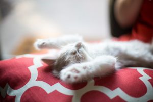 The Impact of User-Generated Content on Purchase Confidence