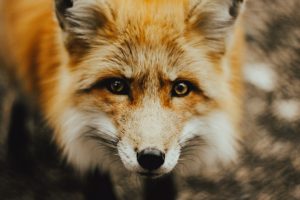 Hybrid Foods: When Plant and Animal Ingredients Combine