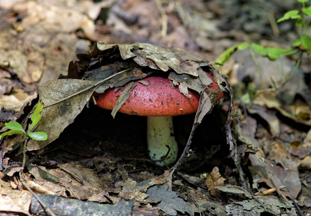 Mushrooms, Mycelium and Mycoprotein: Fungi's Culinary Takeover