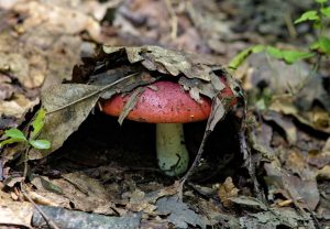 Mushrooms, Mycelium and Mycoprotein: Fungi's Culinary Takeover