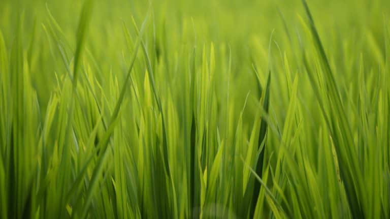 Green Travel in 2025: Reducing Your Carbon Footprint Abroad